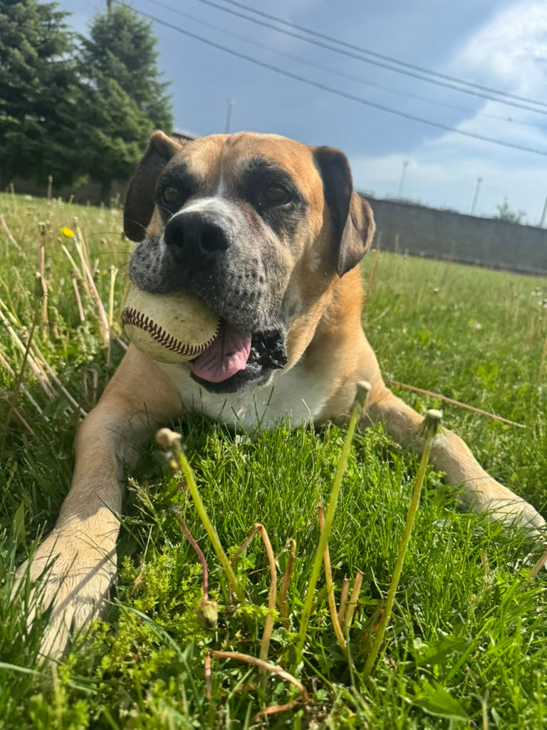Dobby at Dodge Park in Franklinton holding a baseball, inspiration for The Good Boys of Summer