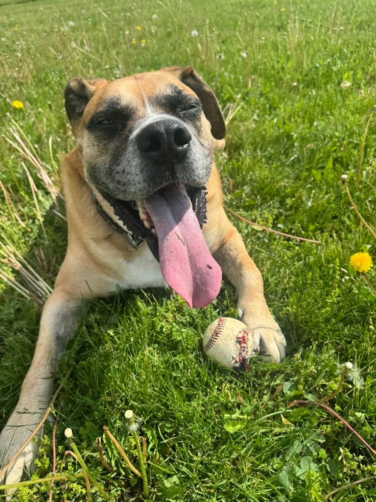 Dobby at Dodge Park in Franklinton with a baseball, inspiration for The Good Boys of Summer